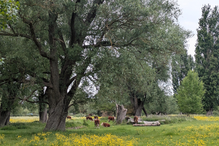 Cows grazing under trees on Lammas Land
