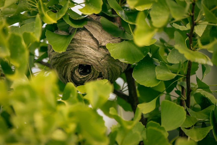 Wasp nest in a tree