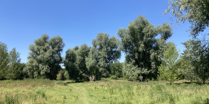 Willow trees