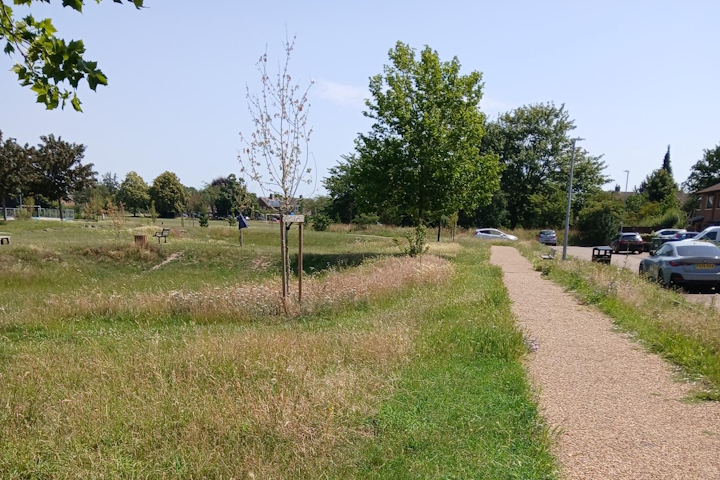 Long grass by the path on a park